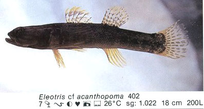Eleotris cf acanthopoma